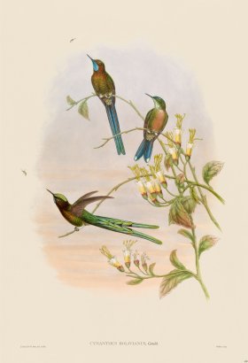 Gould Hummingbird 400