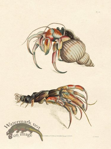 (image for) Shaw Nodder SL 23