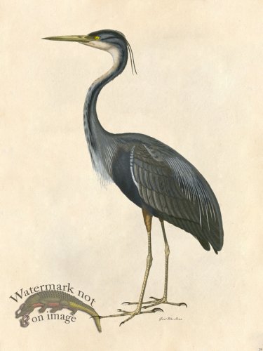 Great Blue Heron - Tribute Bd 39