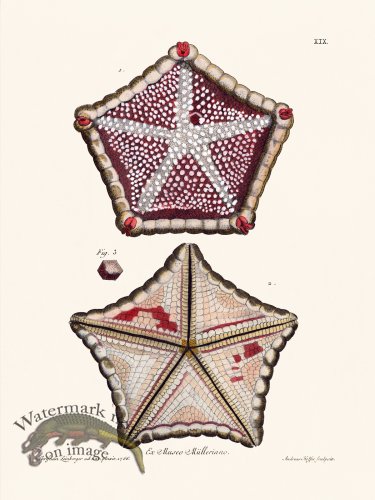 (image for) Knorr Sealife 19