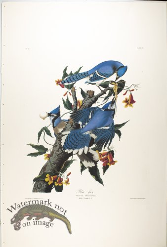 (image for) Blue Jay