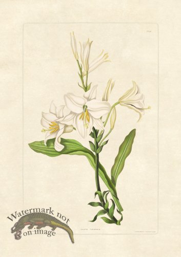 (image for) Edward bury 38