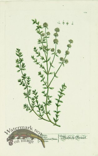 (image for) Blackwell German 031