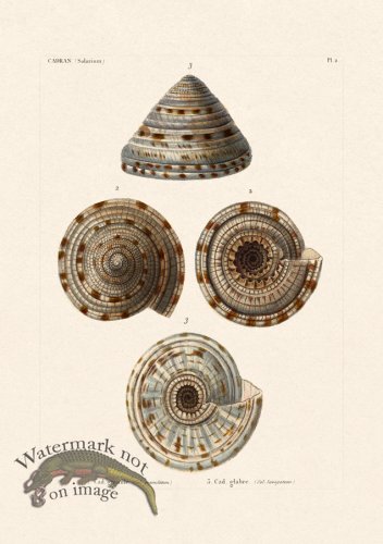 (image for) French Shell 002