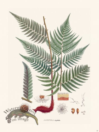 (image for) Ferns of Brazil 23