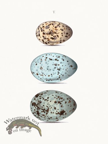 (image for) Oology 05