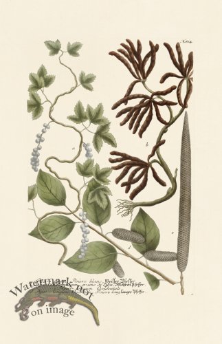 (image for) Weinmann PL 814