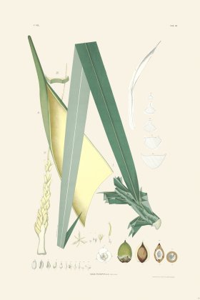 Rodrigues Palm Front 044