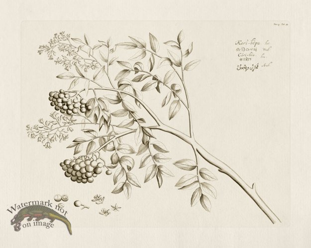 (image for) HORTUS VOL 04 53