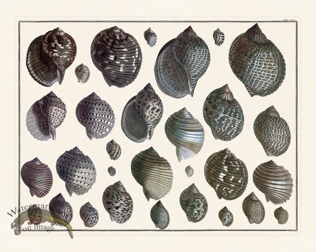 (image for) Seba B2 069 Shells