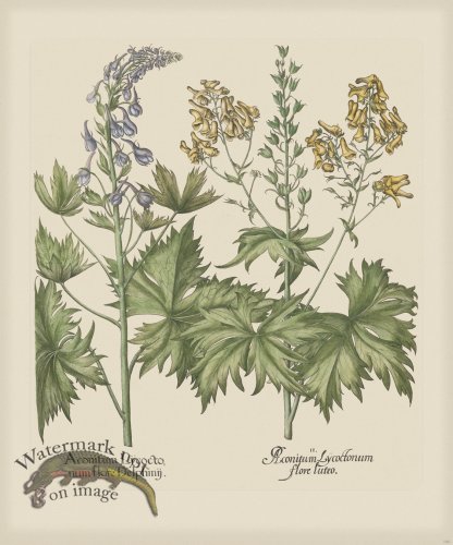 (image for) Besler 160 Colored B2