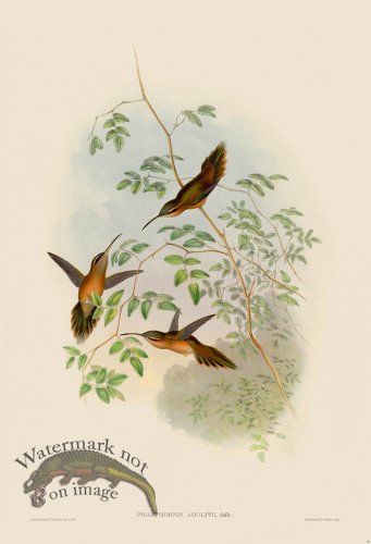 (image for) Gould Hummingbird 035