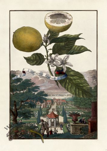 (image for) Volckamer 063