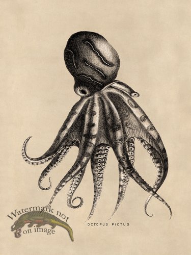 (image for) Octopus Tan 10