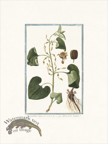 (image for) Bonelli 181 Birthwort
