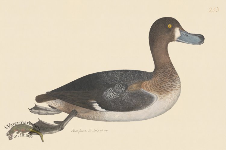 (image for) Rudbeck CFA 243 Pochard