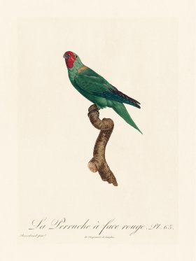 Barraband Parrot 063