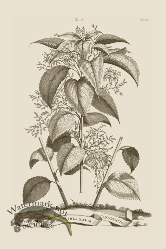 (image for) Abraham Munting 225