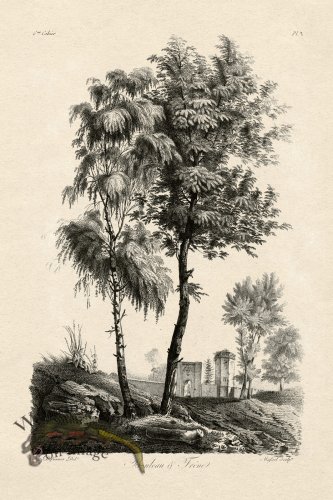 (image for) Defiennes Tree 05