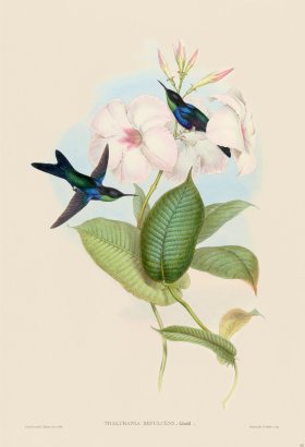 Gould Hummingbird 102