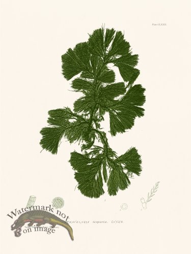 (image for) Bradbury Seaweed 172