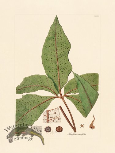 (image for) Hooker Fern 16