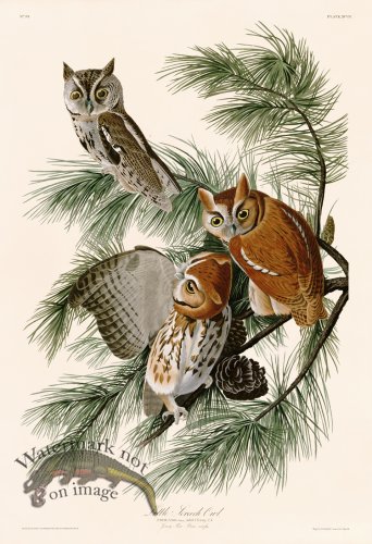 (image for) 097 Little Screech Owl