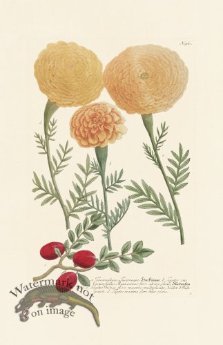 (image for) Weinmann PL 960