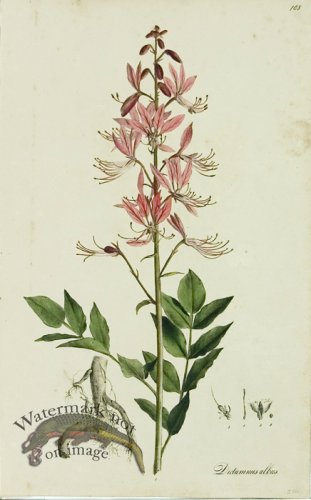 (image for) 1828_Gmp 020