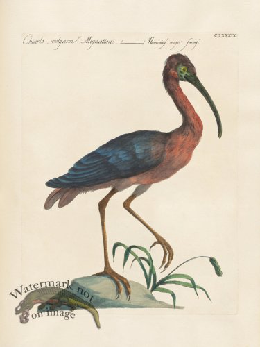 (image for) Manetti 439