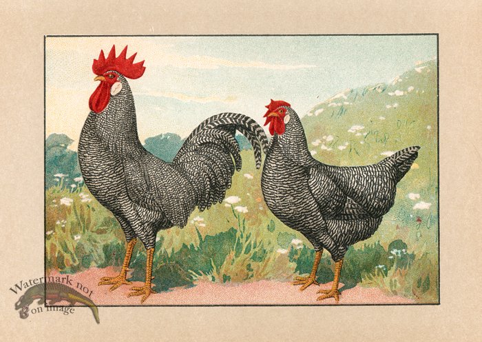 (image for) Chicken 44