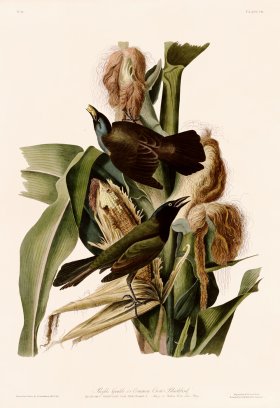 007 Purple Grakle or Common Crow