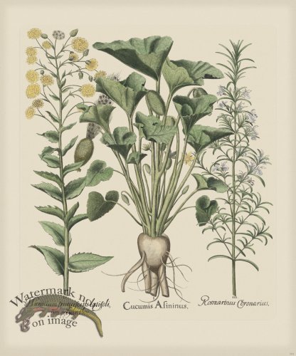 (image for) Besler 284 Colored B2