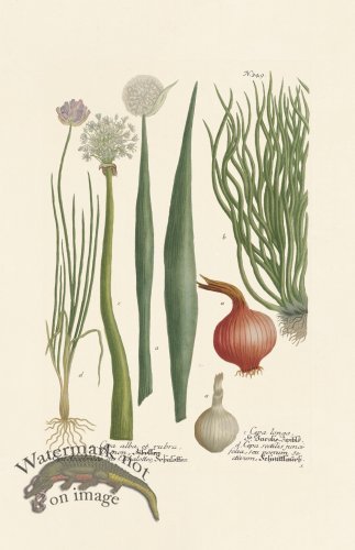 (image for) Weinmann PL 349