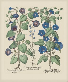 Besler 301 Colored B2