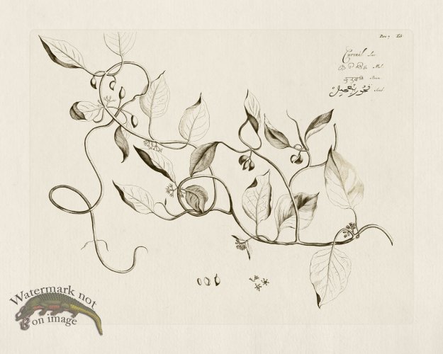 (image for) HORTUS VOl 07 25