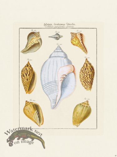 (image for) Martini Shells 048