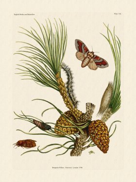 Wilkes Butterflies 115