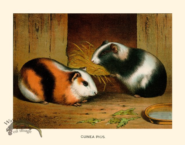 CP 07 Guinea Pig