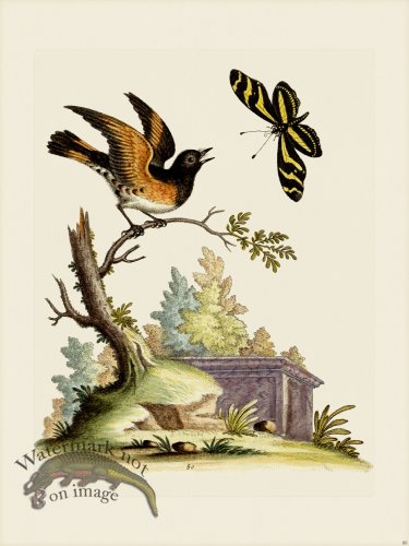 (image for) Edwards 080 American Redstart