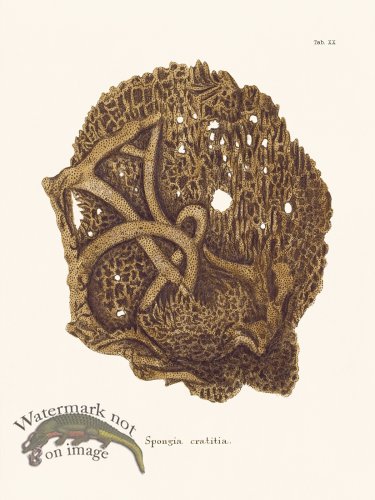 (image for) Esper Coral 020