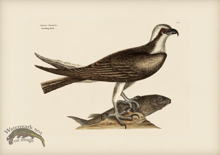002 Fishing Hawk