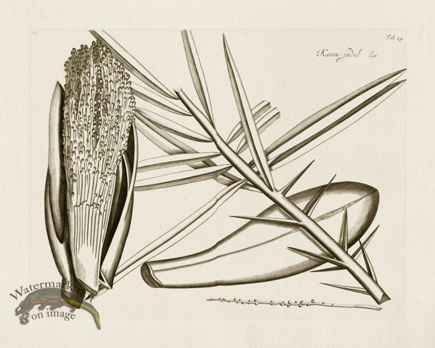 (image for) HORTUS VOl 03 24