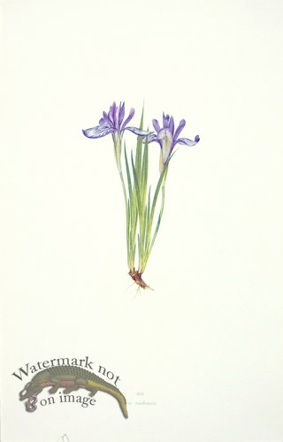 (image for) Dykes Iris 28