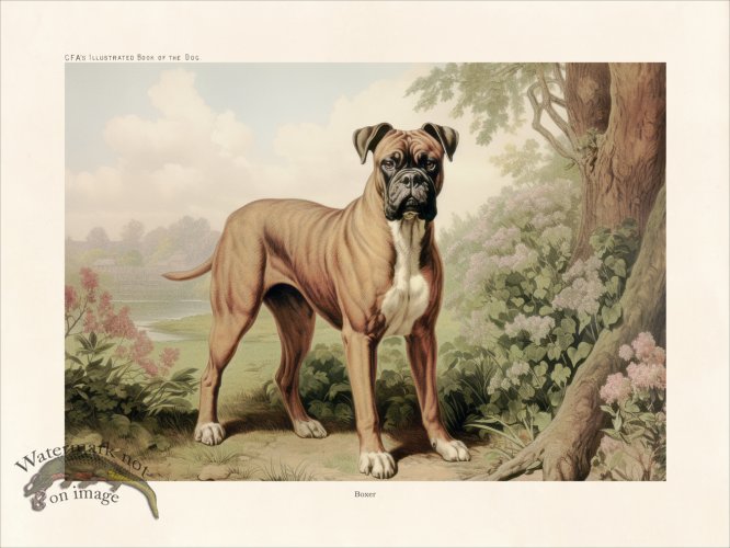 (image for) CFA Dog Boxer