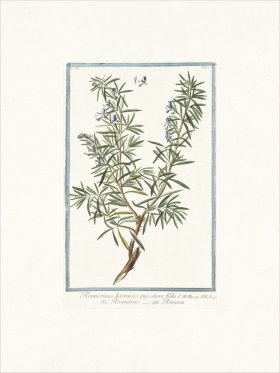 Bonelli 267 Rosemary