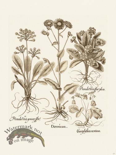 (image for) Besler 019 B1