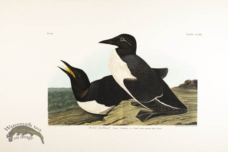 (image for) Foolish Guillemot