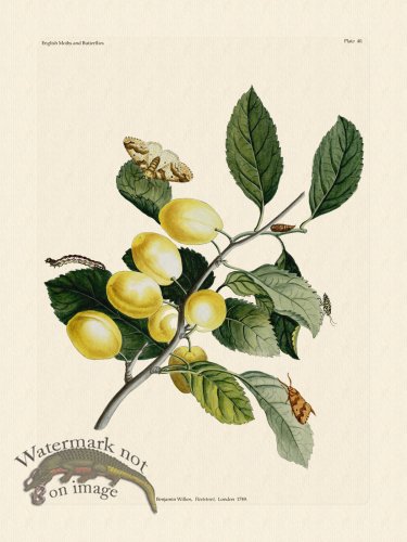 (image for) Wilkes Butterflies 040