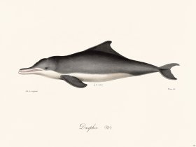 Cuvier 420 Dauphin N 1